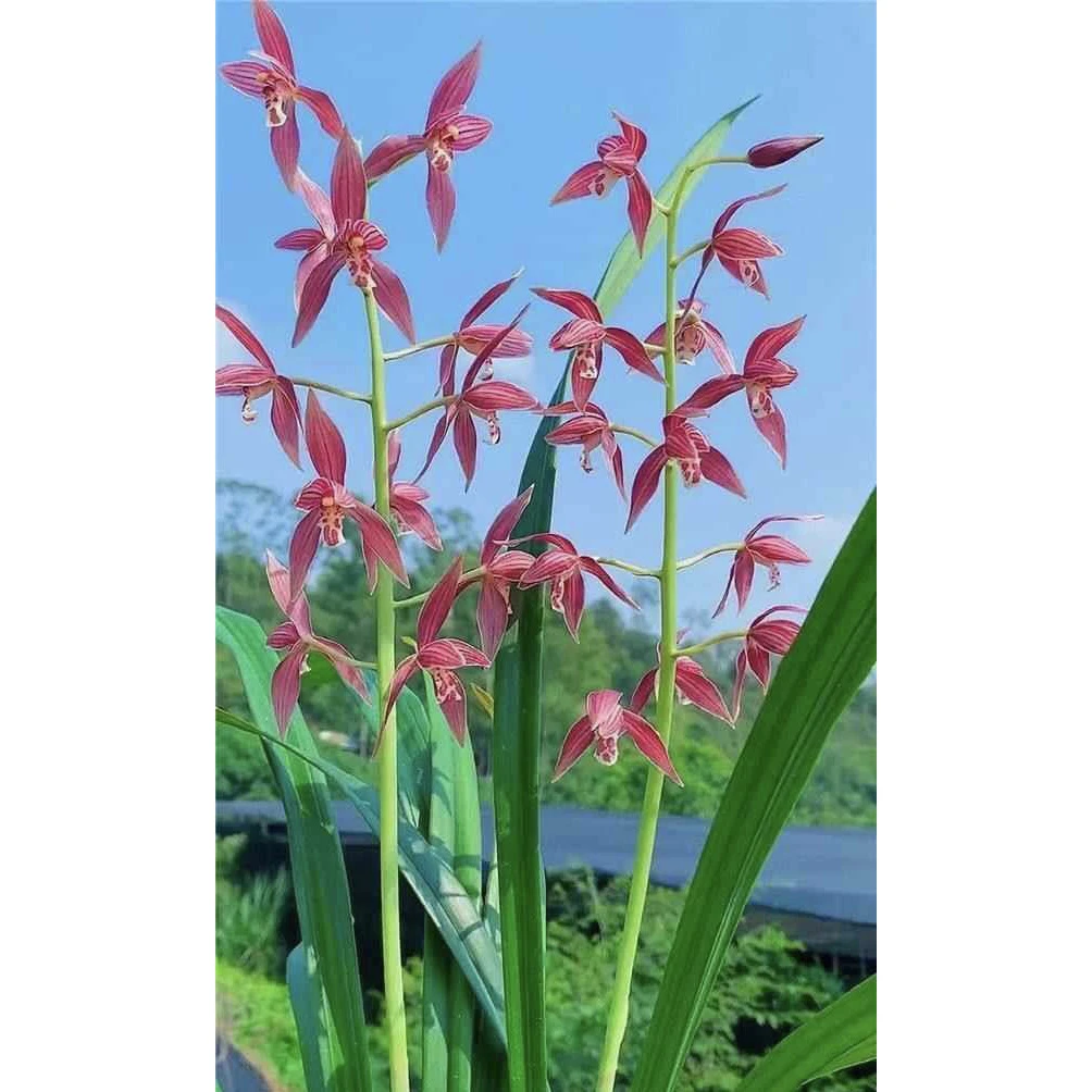 【喜洋洋】秋榜名品 老种2苗 花开浓香 阳台好养 对版兰花墨兰