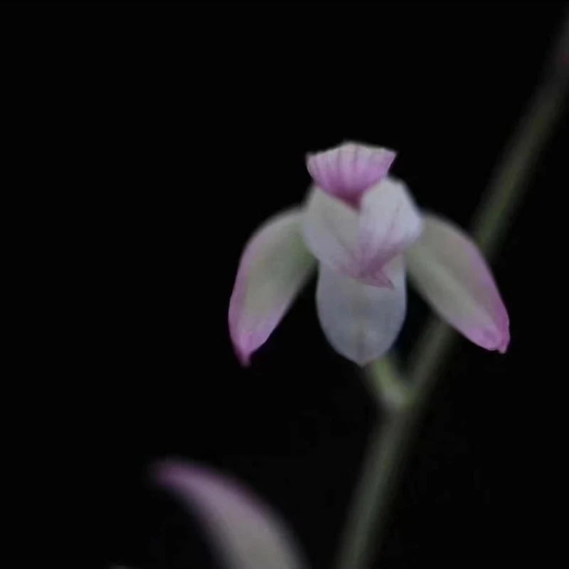 建兰名品【荷塘月色】开花养花终身包对版放心购买兰花兰花草花卉