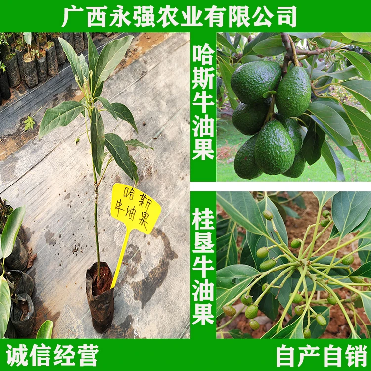 修剪苗哈斯果树苗广西嫁接栽培桂垦成活率嫁接苗当年结果带土盆栽