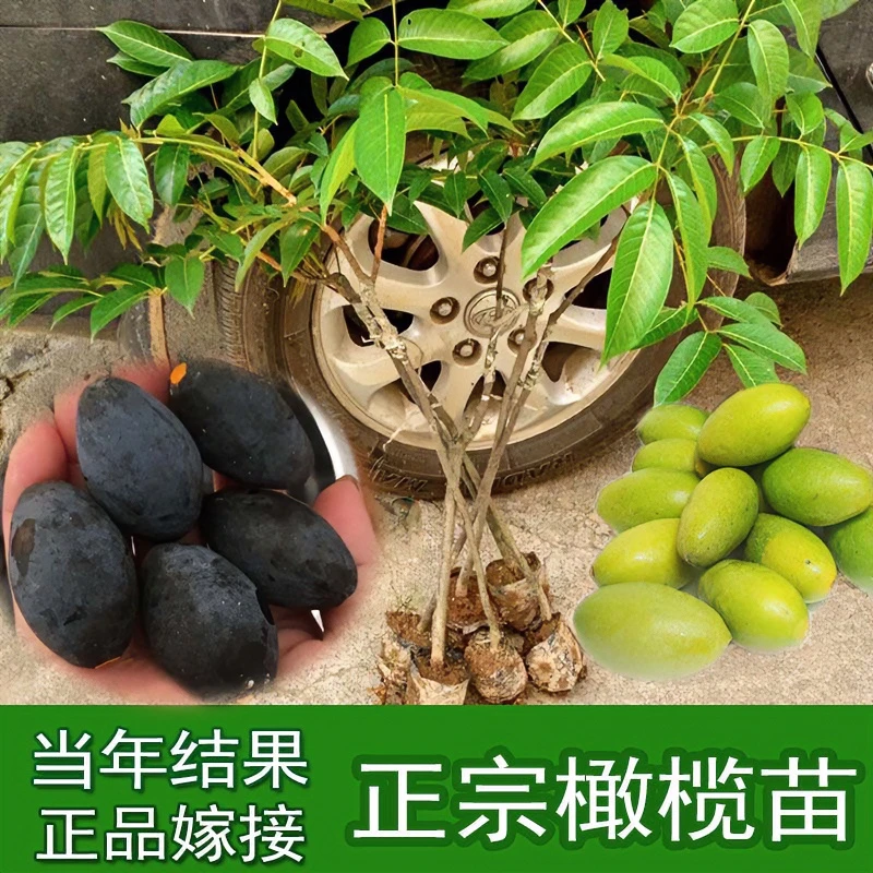 果树苗广西裸根青橄榄苗黑橄榄嫁接苗带土橄榄树苗南北方庭院种植