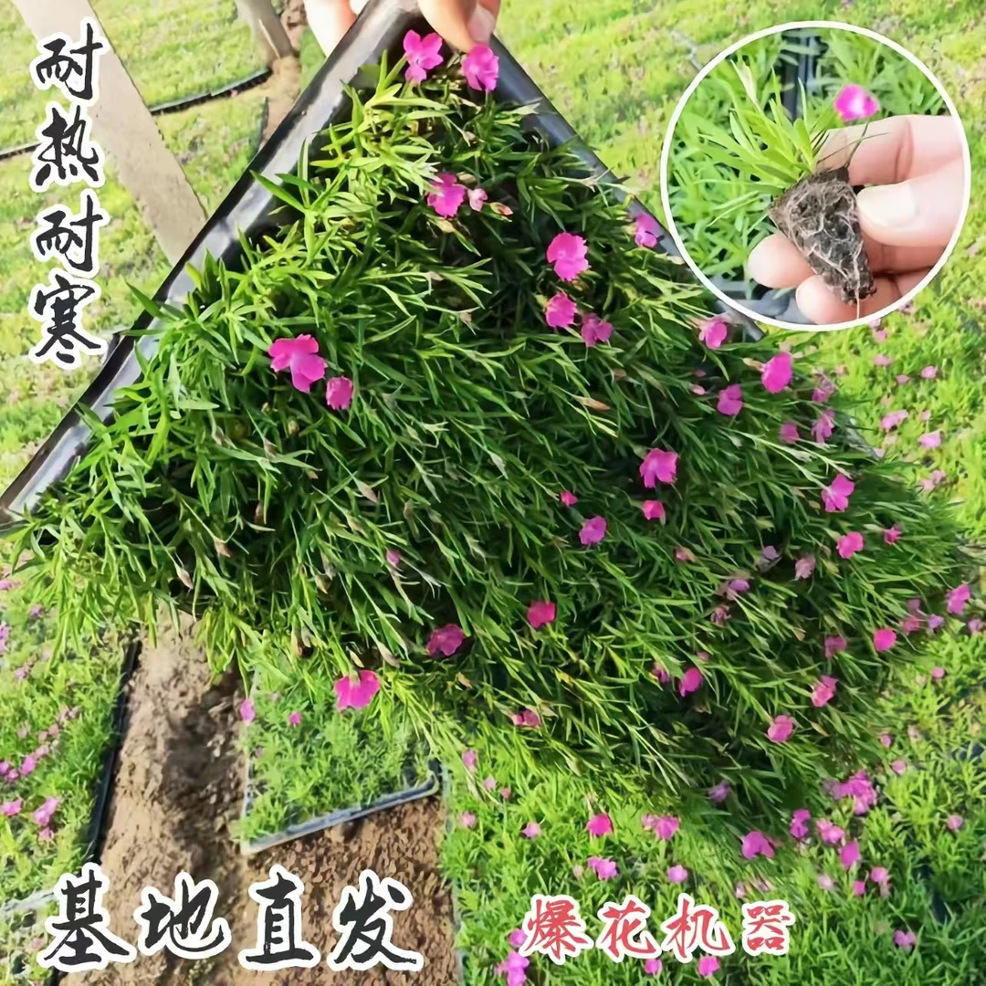 欧石竹花苗穴盘苗四季常绿开花室外草坪易活耐寒庭院植物花期长