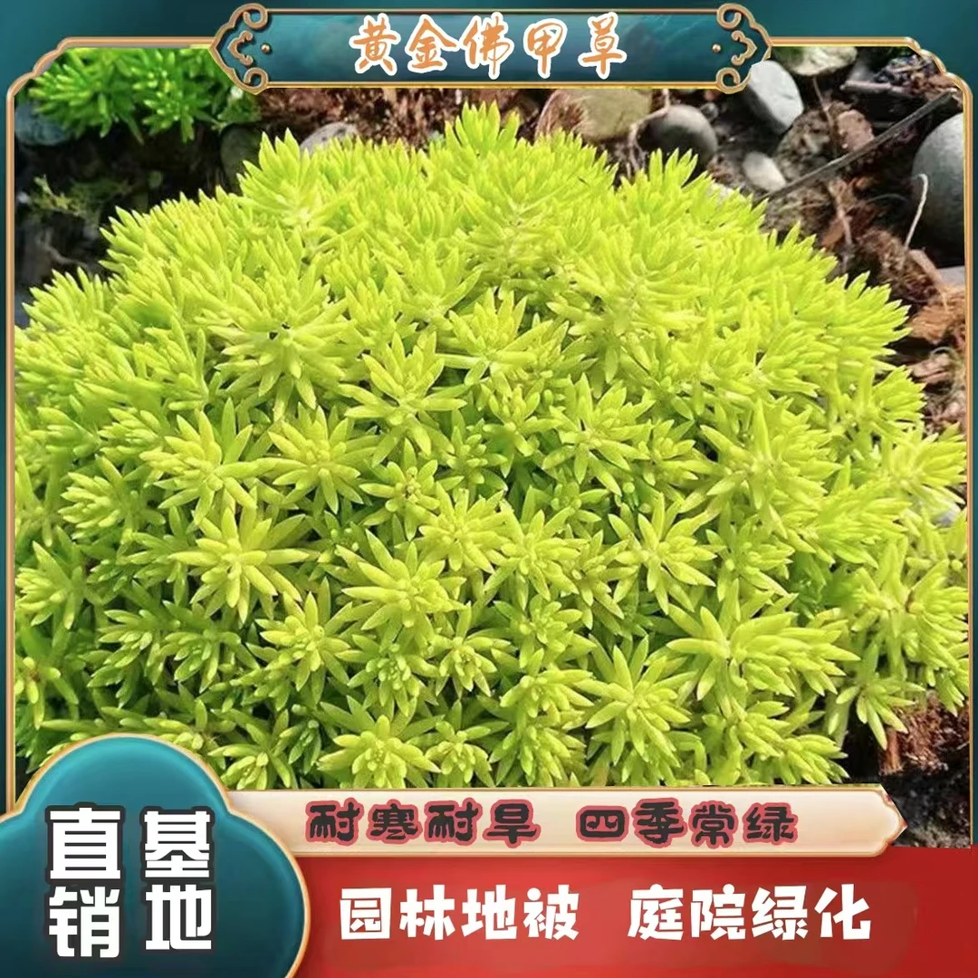 佛甲草花园造景耐高温耐寒耐旱地被植物绿化宿根庭院专用四季常绿