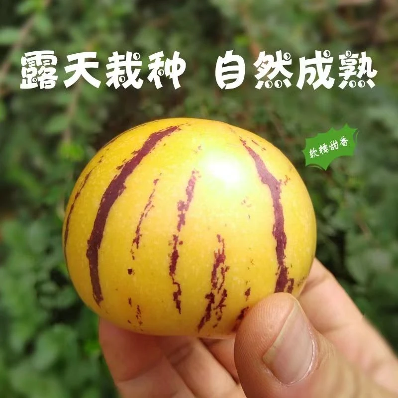 【直播福利】云南石林人参果清甜多汁树上熟新鲜采摘发货坏果包赔