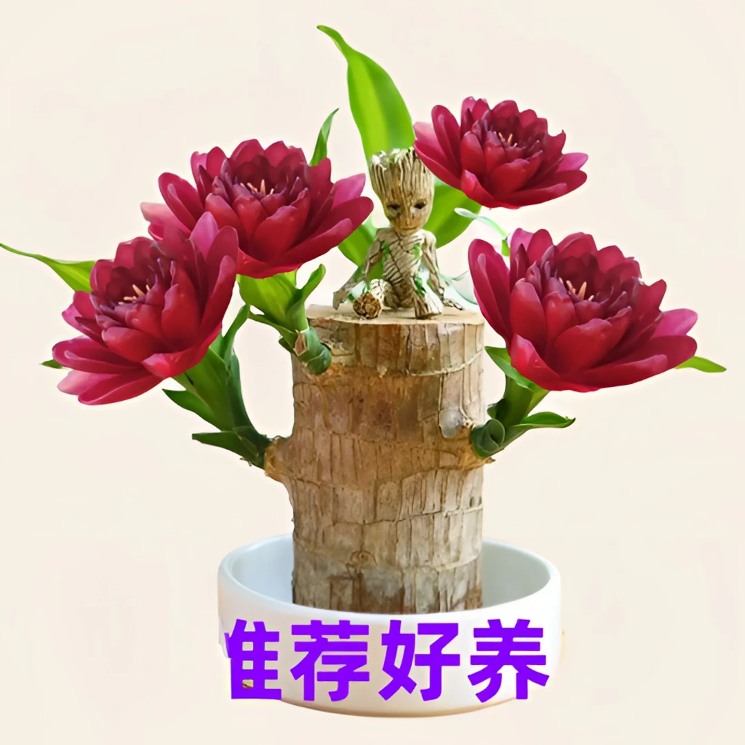 【可开花】网红驱蚊香花巴西木格鲁特水养正宗高档一手货源特粗懒人