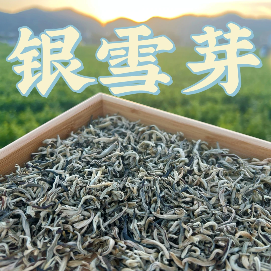 [甜柔少女]  茉莉银雪芽 高香香甜柔 全芽不苦涩125克/桶