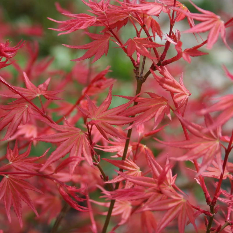 【火之鸟】春枫十里直播间链接枫树日本红枫庭院景观绿植