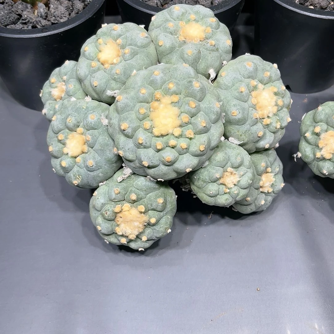 大*仙人球仙人球开花