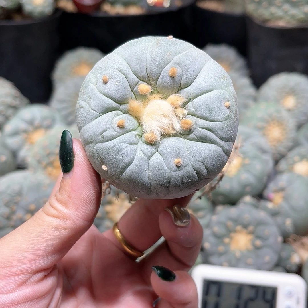 谁**谁仙人球仙人球拍品