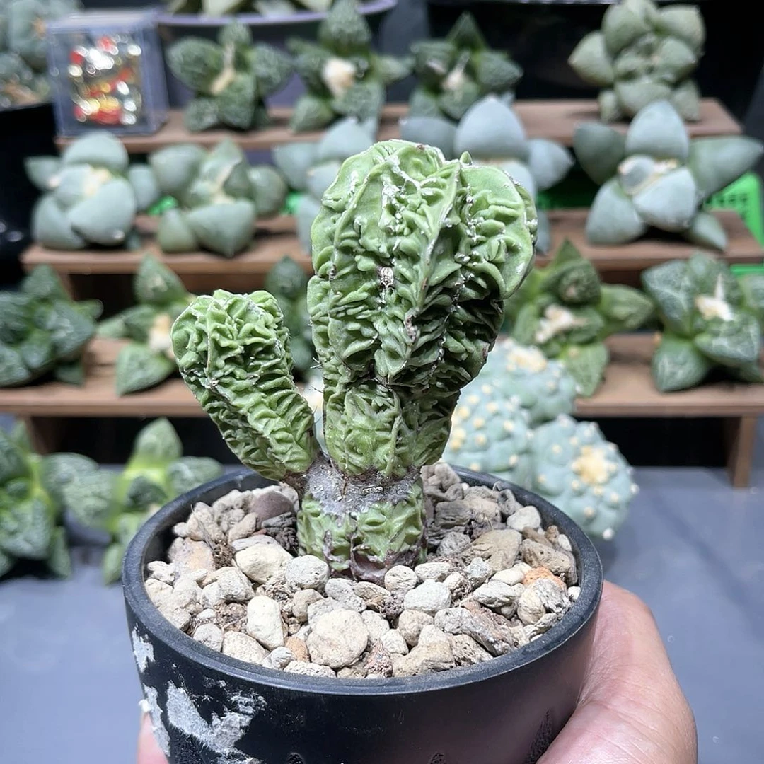 实生双头核桃鸾凤玉