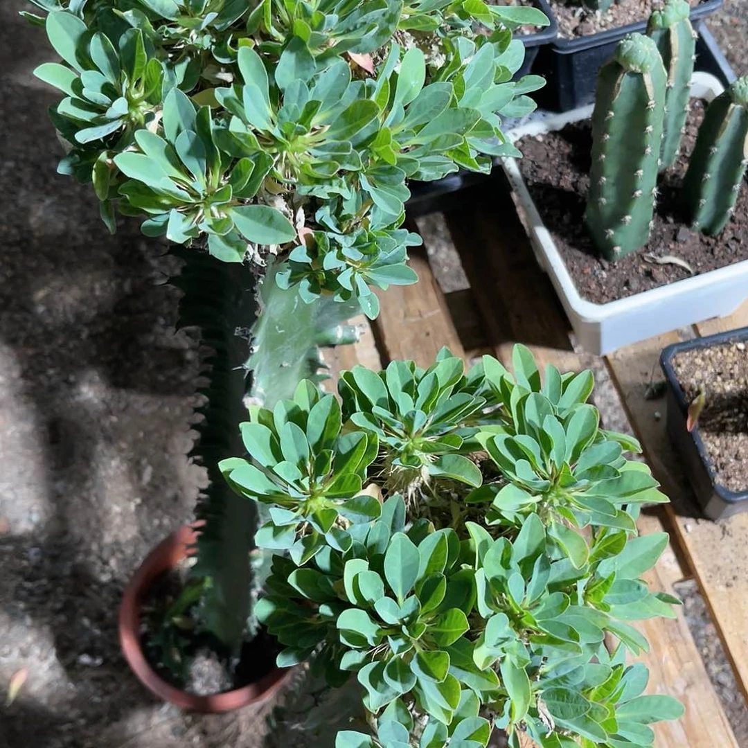 8***二仙人球仙人球开花