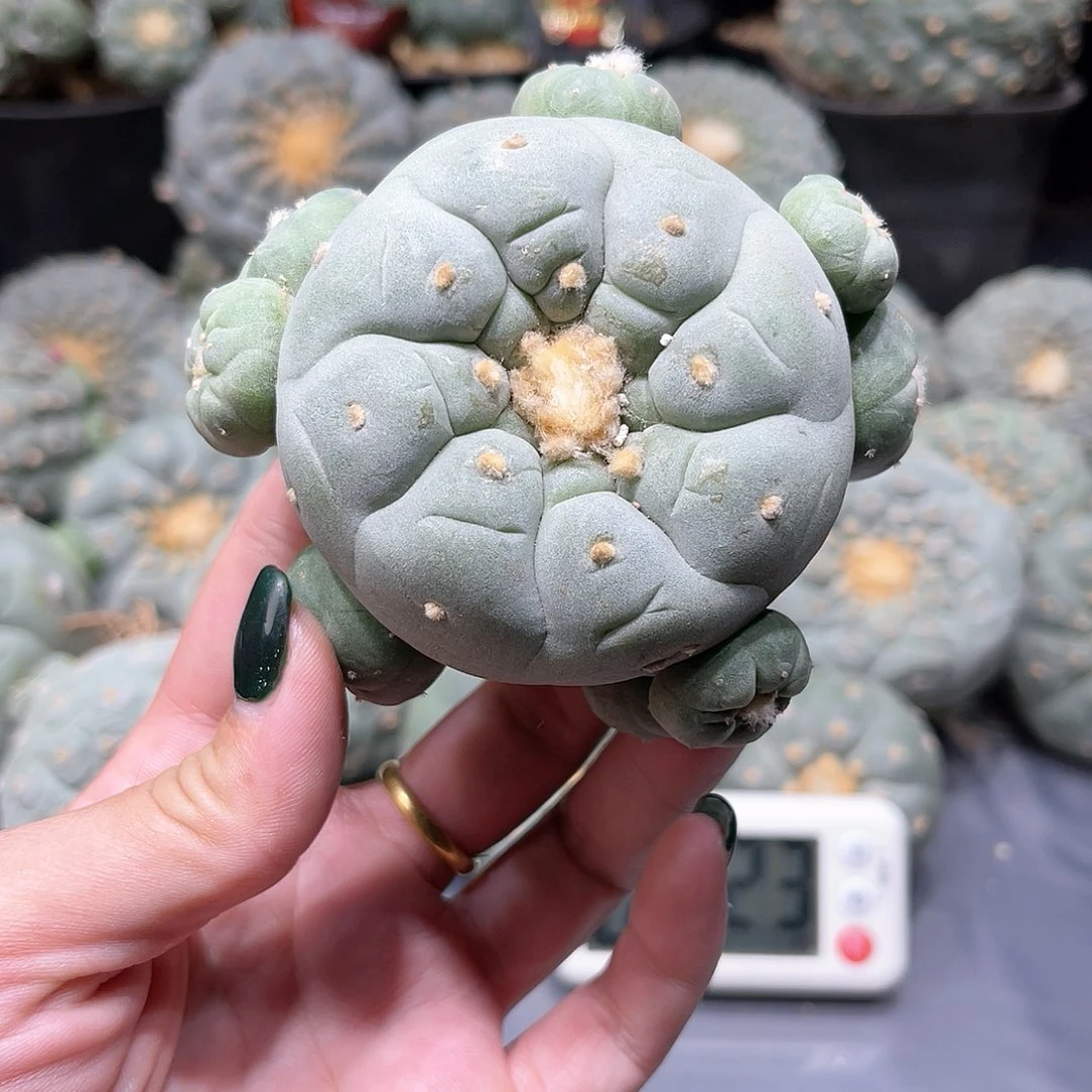 方**大仙人球仙人球拍品