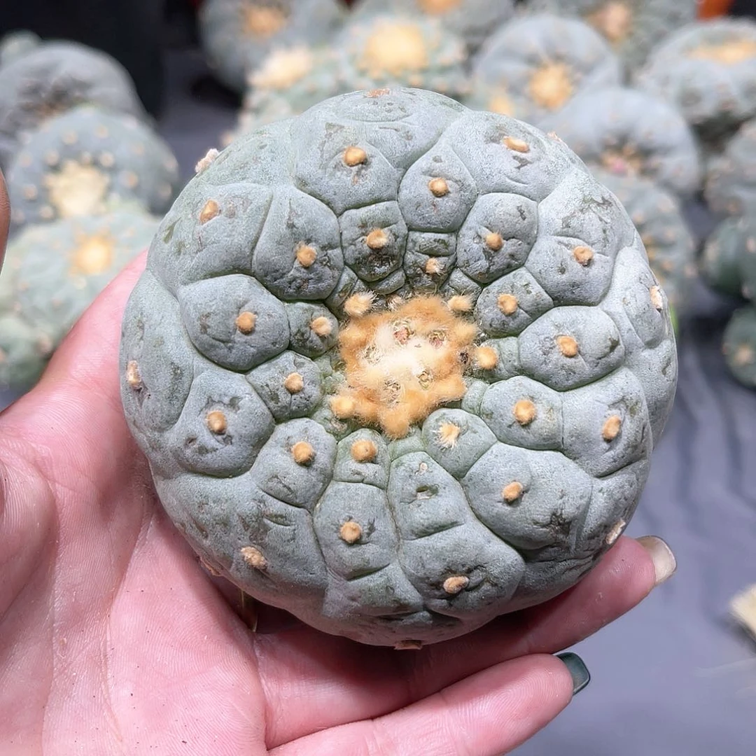 y****y仙人球仙人球拍品