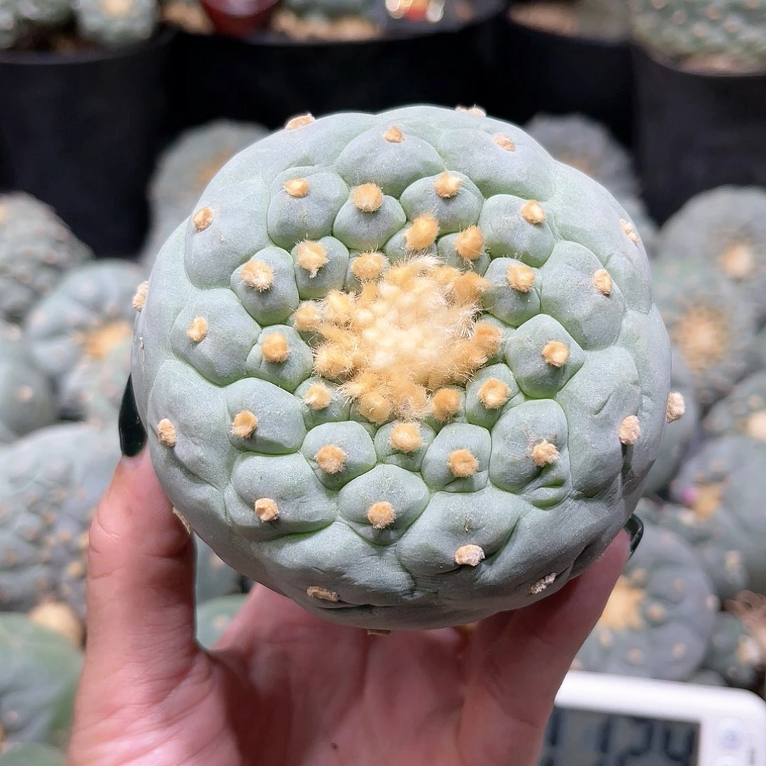 徽****云仙人球仙人球拍品