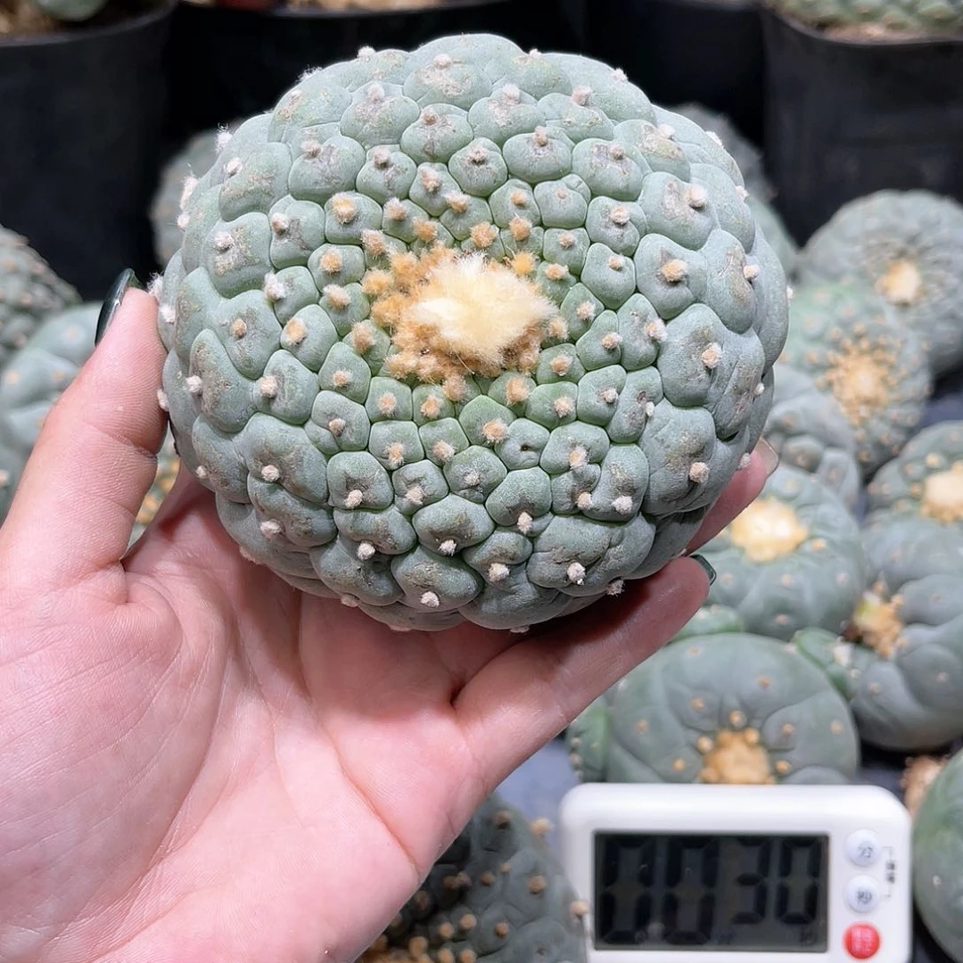 苏仙人球仙人球开花
