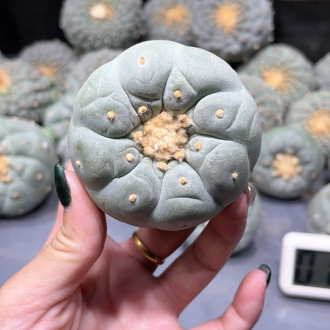 三****师仙人球仙人球拍品