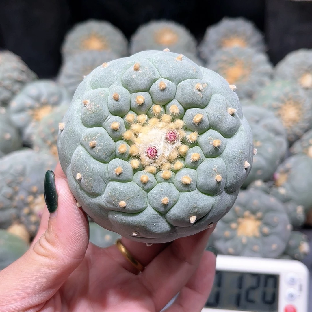 z****n仙人球仙人球拍品