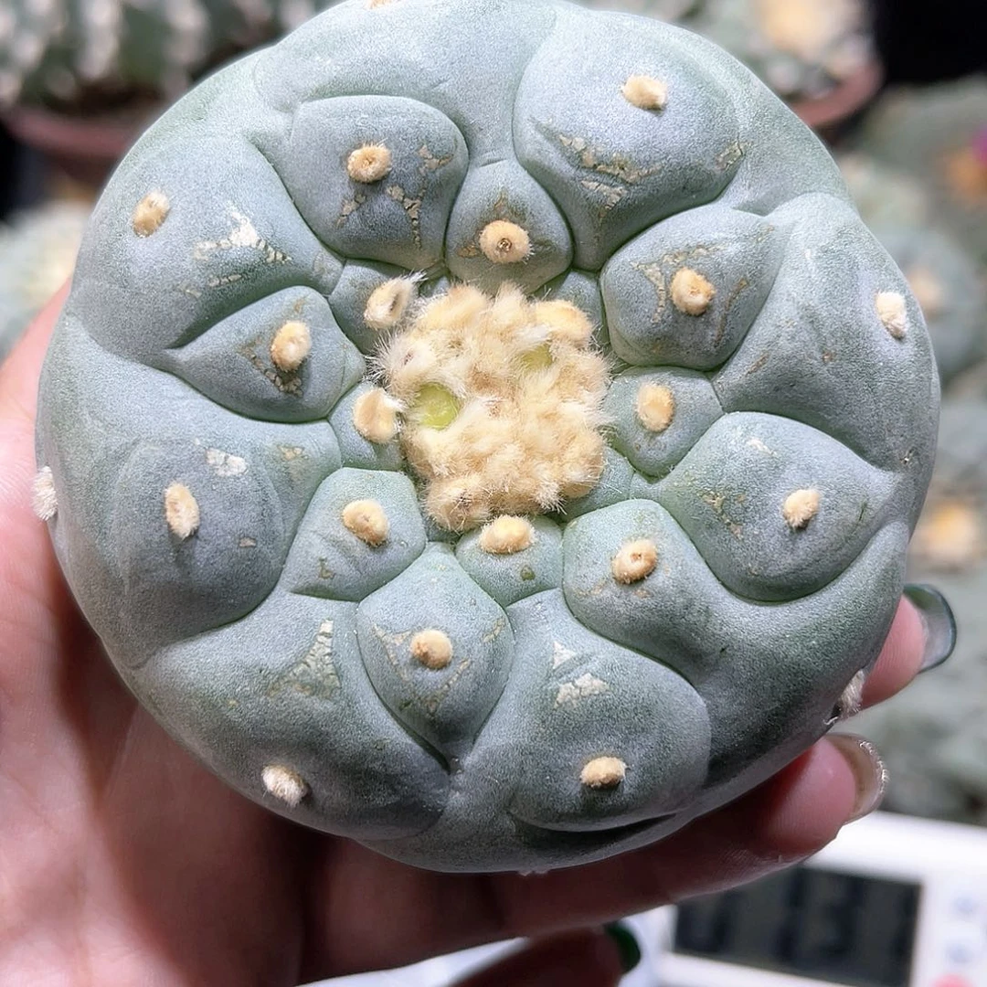 C*仙人球仙人球拍品