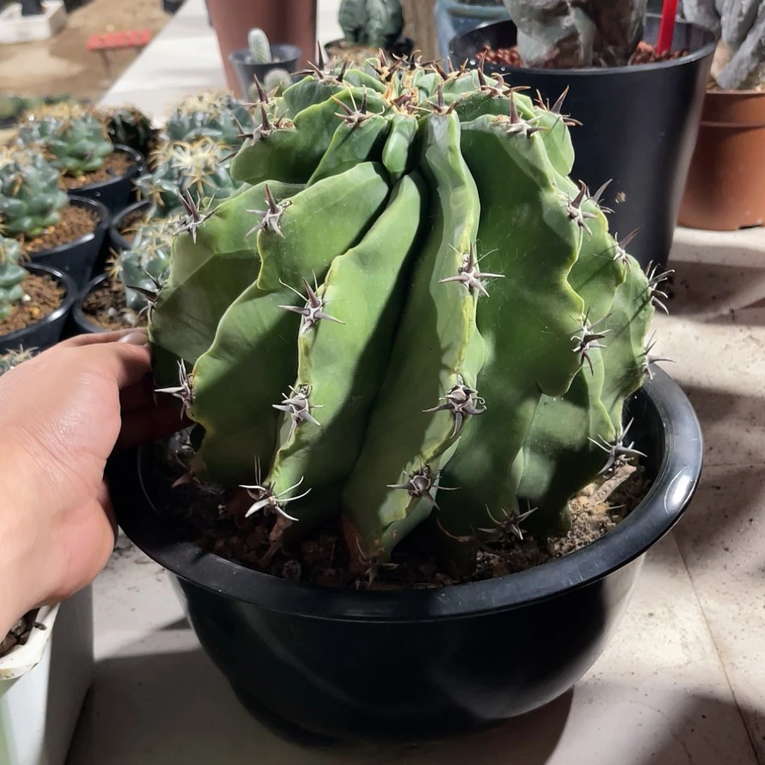 实生大龟甲雎鸠玉仙人球