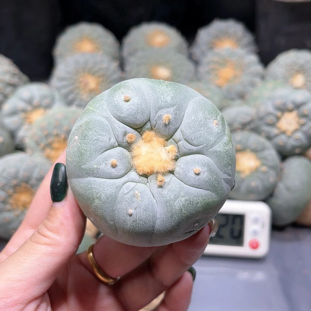梨***梨仙人球仙人球拍品