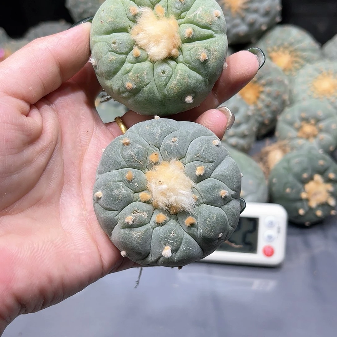 谁**谁仙人球仙人球拍品