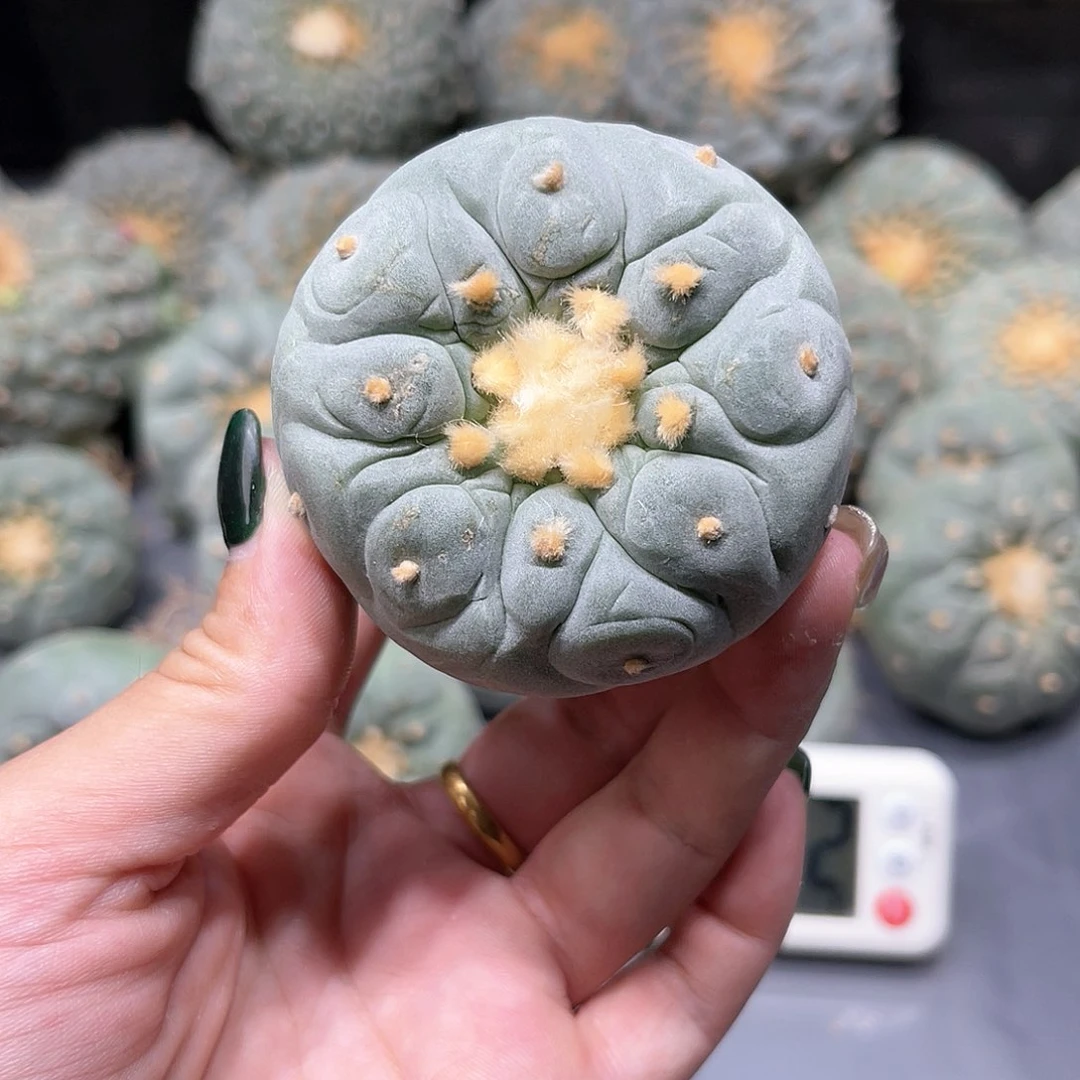 经**哥仙人球仙人球拍品