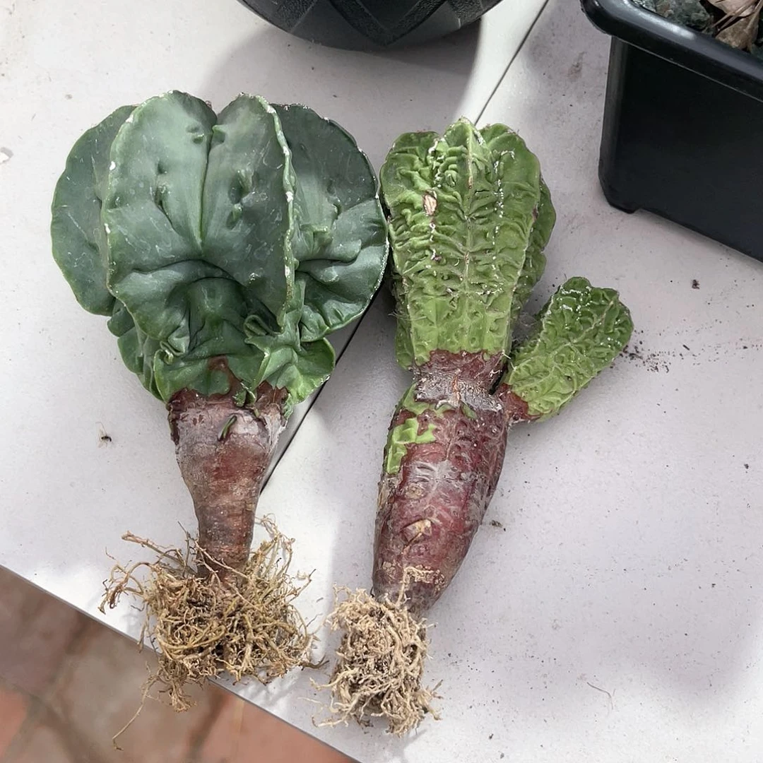 两个核桃鸾凤玉实生