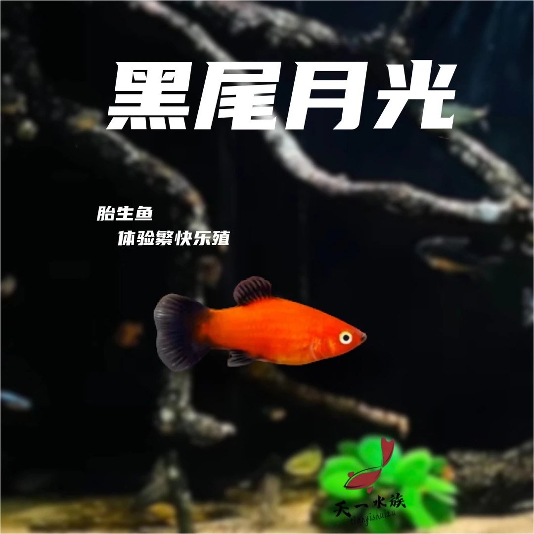 胎生鱼（黑尾月光）小型热带观赏鱼 好养易繁殖