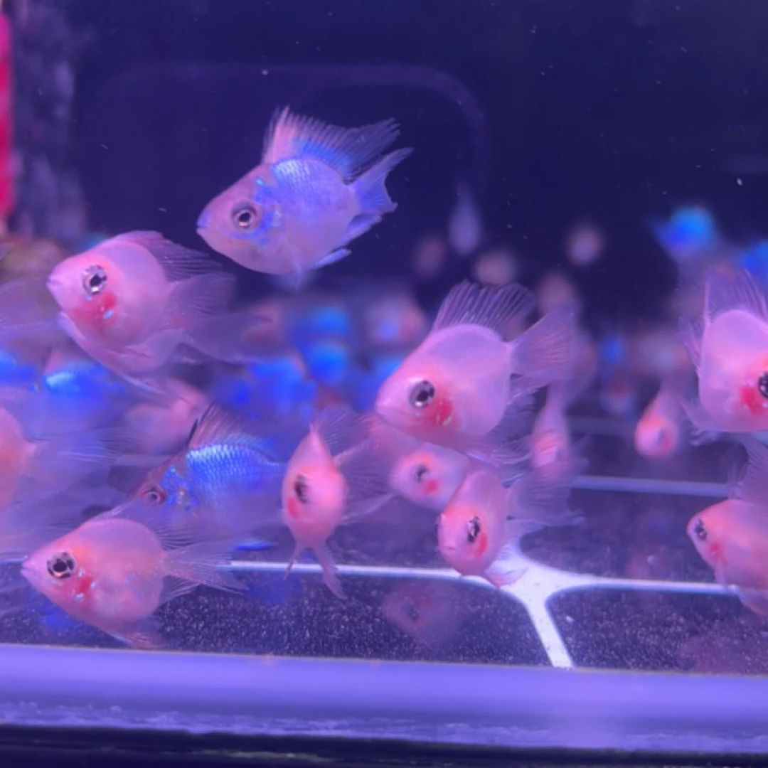 金波子蓝波子小型热带淡水鱼