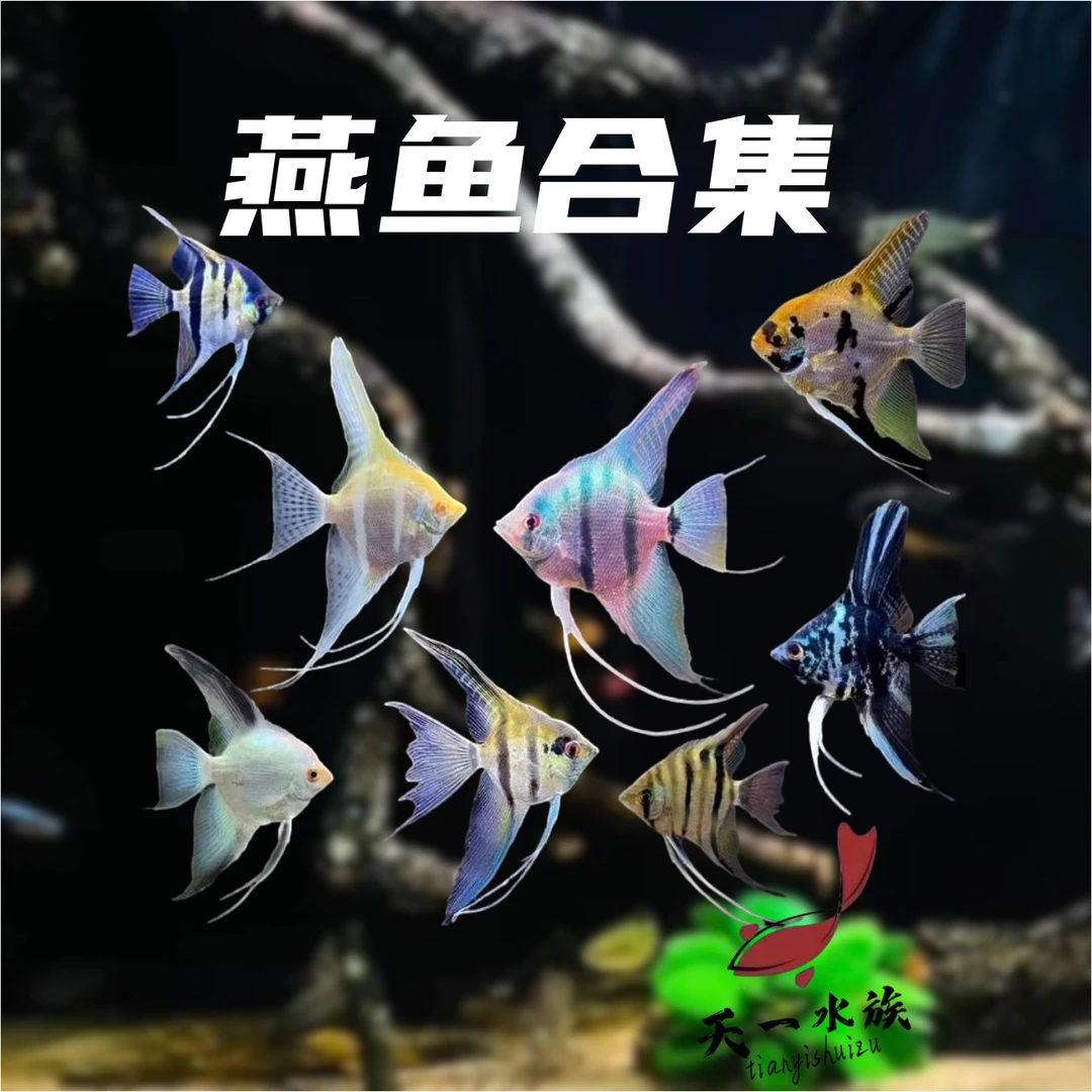 南美神仙鱼 （大燕子）皮实好养 ~长得快