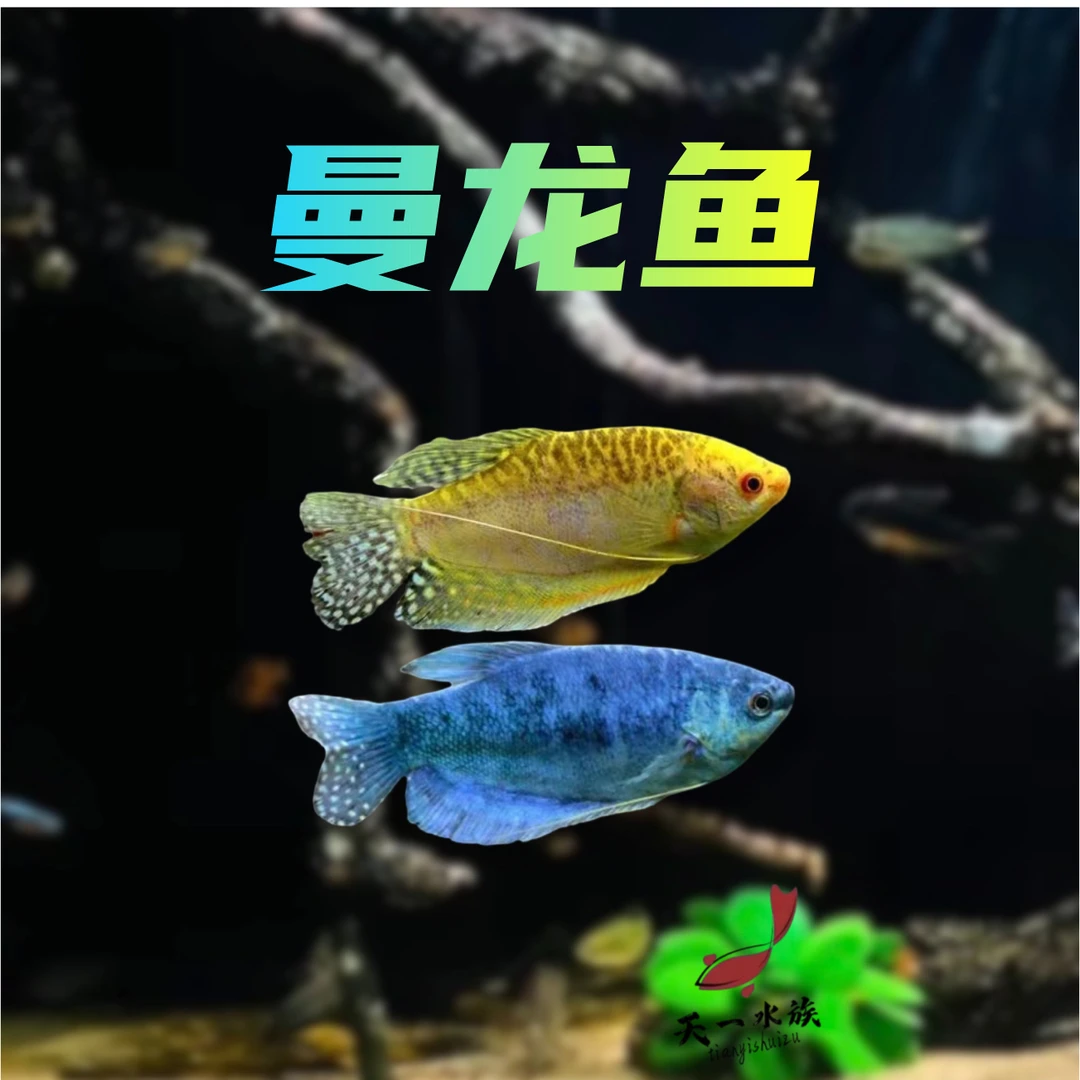 小型热带鱼（  曼龙  ）皮实好养，颜色艳丽。