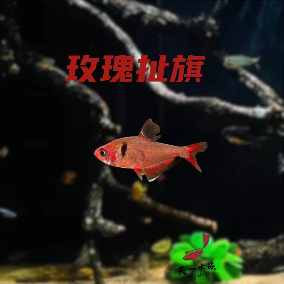 灯科鱼（玫瑰扯旗2.5-3公分）小型热带~南美淡水鱼。