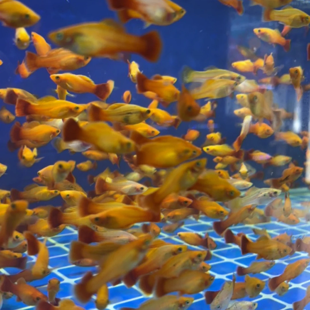 金牡丹观赏鱼8条送2条备损