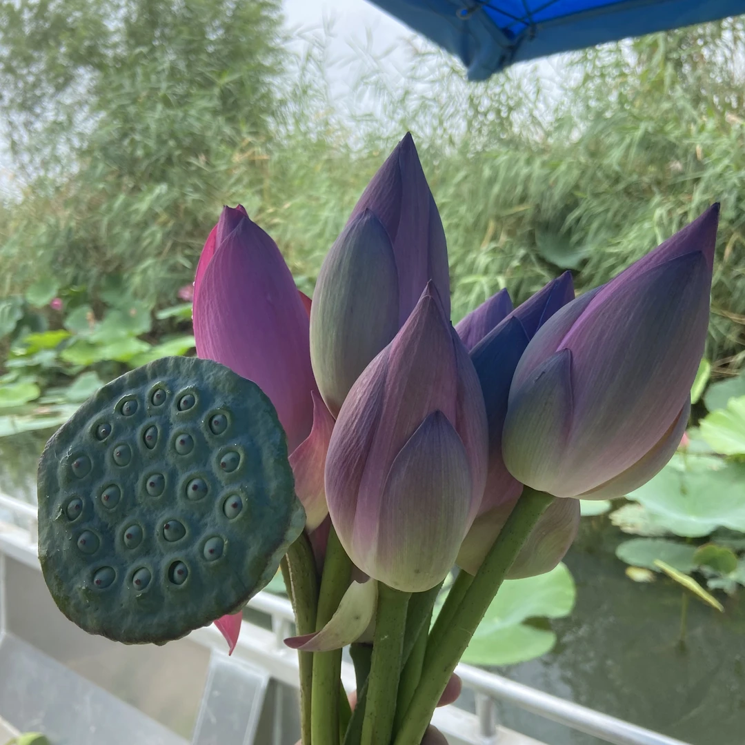 微山湖区天然绿色新鲜荷叶莲蓬莲子荷花现摘现发荷叶新鲜
