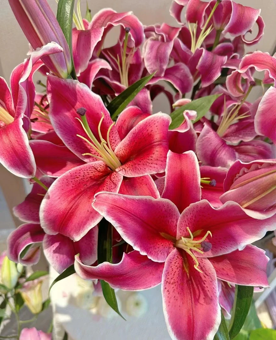 黑美人百合 --- 浓香型  颜色高级  花期长
