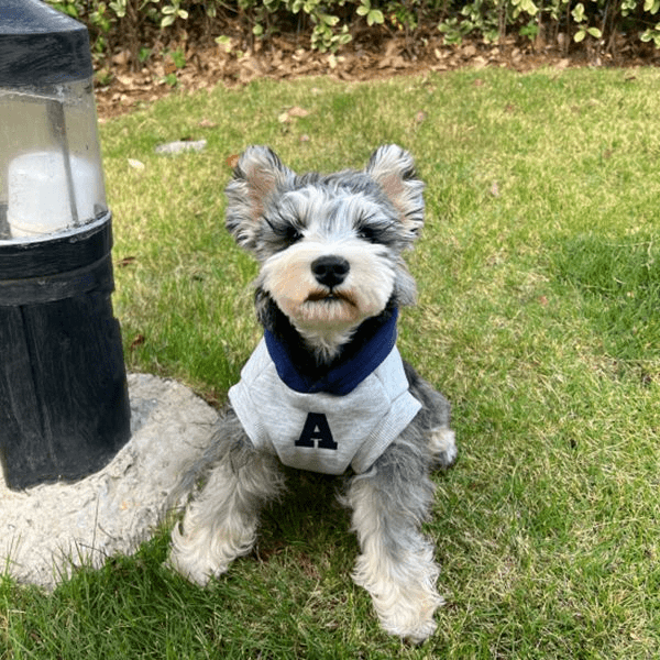 加绒加厚连帽衣服秋冬中小型犬柯基比熊法斗狗狗猫猫衣服宠物保暖