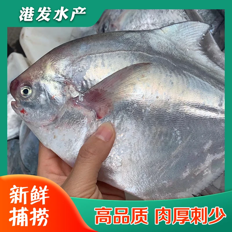 鲳鱼吕四港流网白鲳蒜瓣肉肉质细腻内藏少刺少顺丰冷链包邮