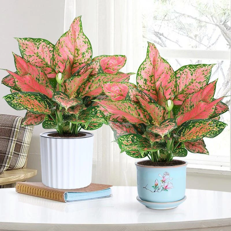 【新品】如意皇后花盆栽吉利红桌面植物室内绿植花卉好养四季玛丽