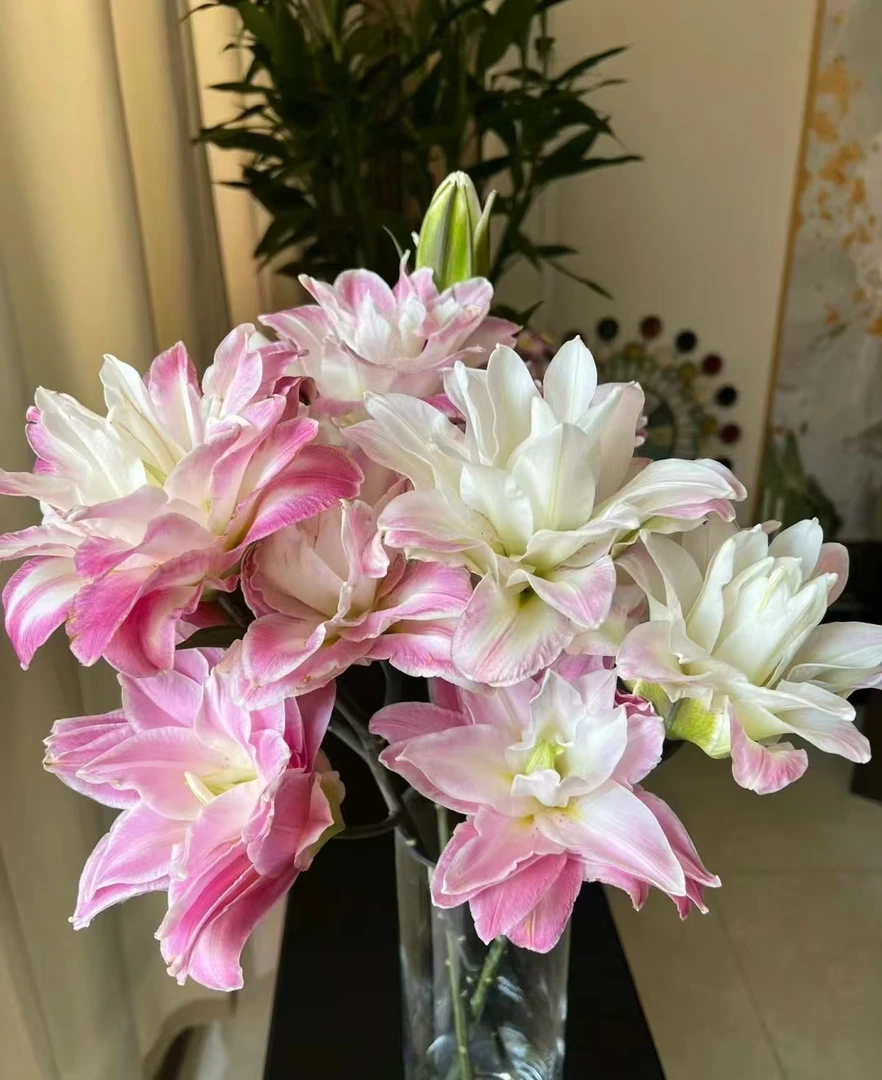 【伊莎贝拉重瓣百合】一枝两头  全场鲜花拍两单升级顺丰冷链