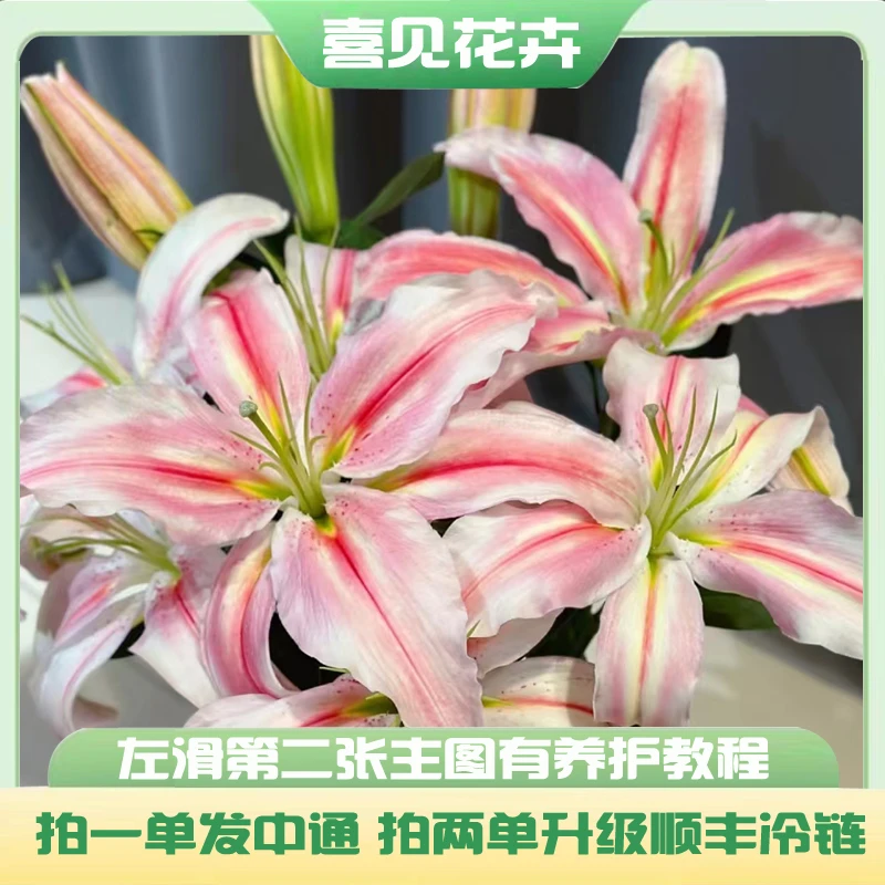 【罗蒂香水百合】一支两头  一单中通冷链两单或以上发顺丰冷链