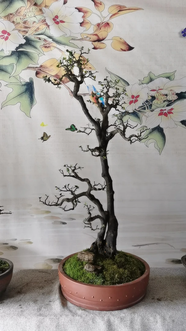 金弹子盆景年功桩（一物一拍）