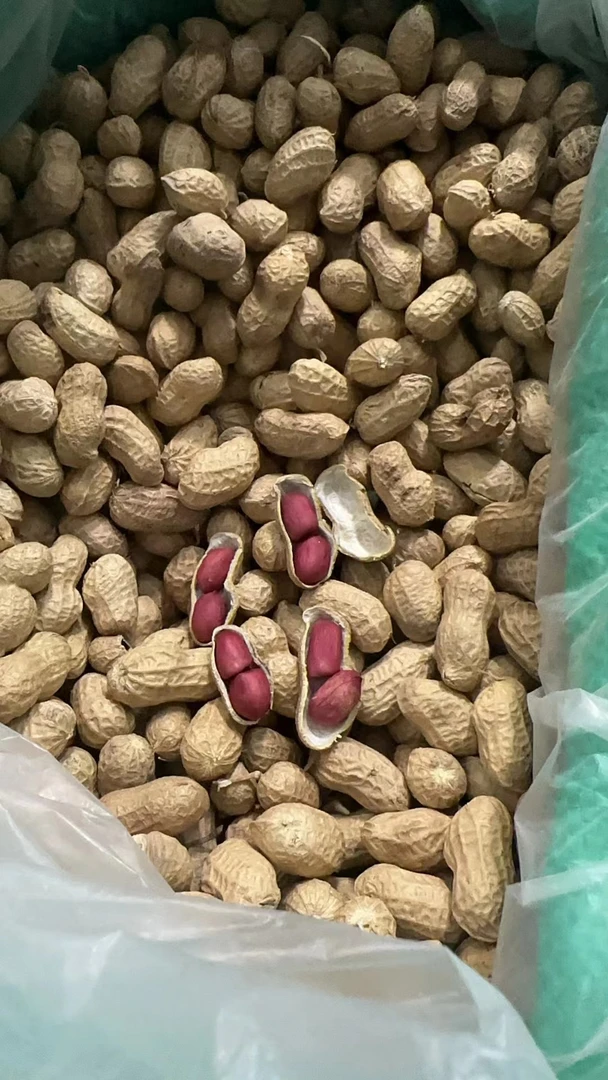 苏北泗阳沙地薄壳红皮小花生