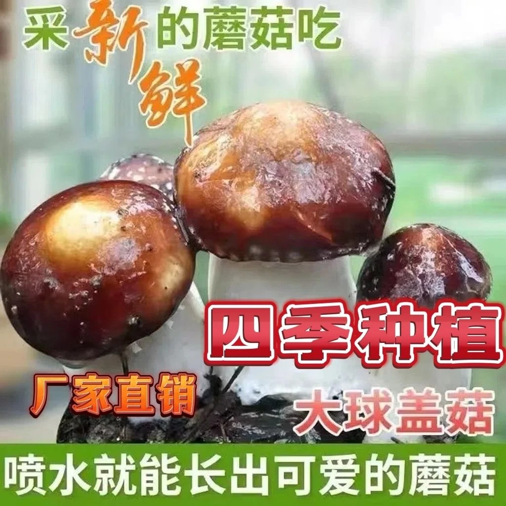 大球秋季观果种子盖菇  赤松茸菌包菌种 蘑菇 食用菌家庭盆栽阳台