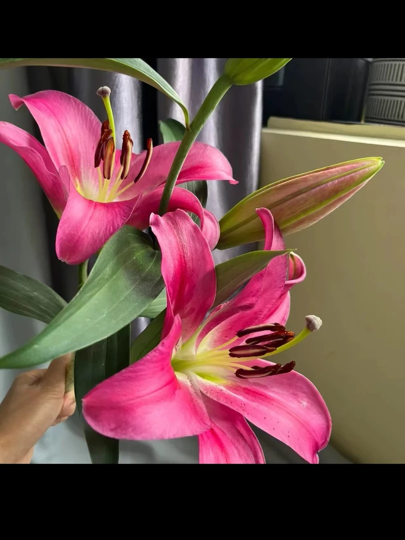 【竞争】——A级品质香水百合花东北水生鲜花凌源基地直发顺丰包邮