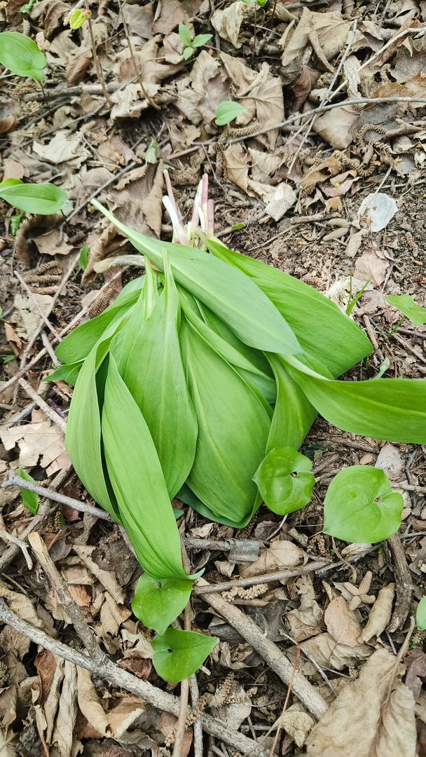 围场山味  山葱 山葱叶 炒菜  剁馅  卷肉 顺丰包邮