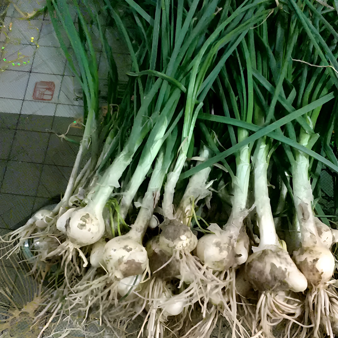 围场山味   山蒜 小根蒜