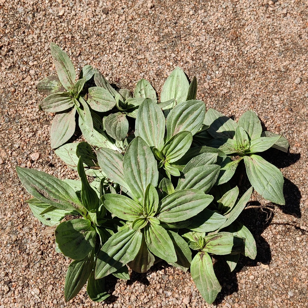围场山味  野生车前草  车轱辘菜
