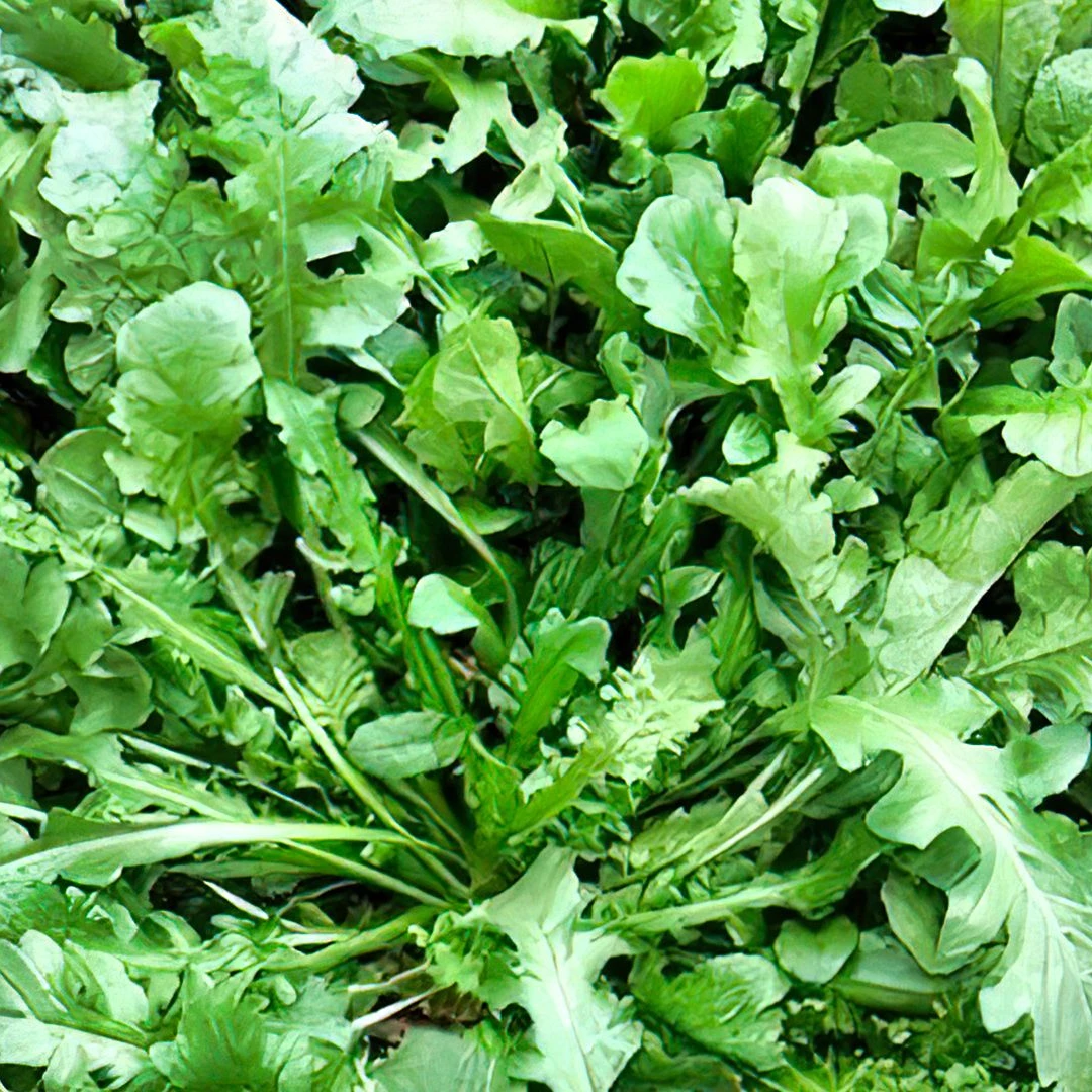 围场山味   野生荠菜  山野菜