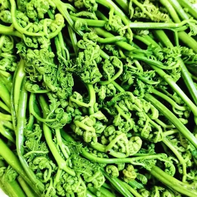 围场山味 野生蕨菜 新鲜蕨菜 顺丰包邮