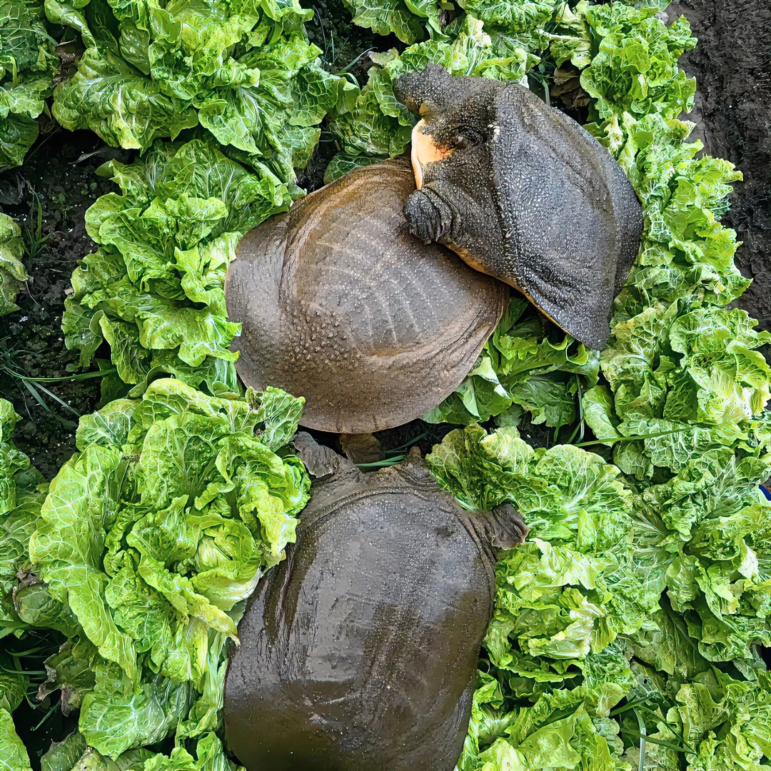 【3只共3-3.5斤之间】黑壳散养生态养殖甲鱼，活体发货收到死了包赔