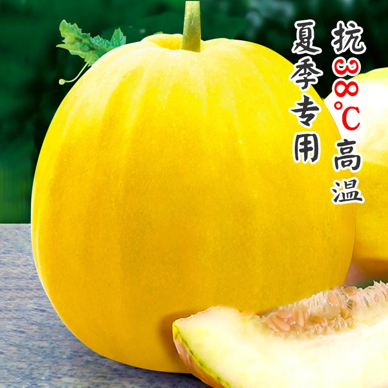 【大民优选】湖南芷江本地丑八怪香瓜5斤正负1斤，现摘现发